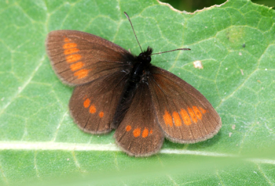 Erebia eriphyle?